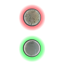 Validazione scientifica